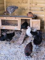 JONGE ARACAUNA HENNEN . LEGGEN GROENE EITJES, Dieren en Toebehoren, Pluimvee, Vrouwelijk, Kip