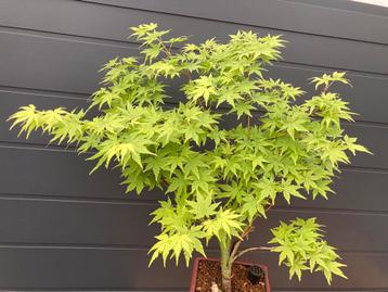 Emerald Lace Acer in Bonsai Style