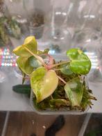 Philodendron billietiae variegata, Huis en Inrichting, Kamerplanten, Ophalen of Verzenden, Halfschaduw, Minder dan 100 cm