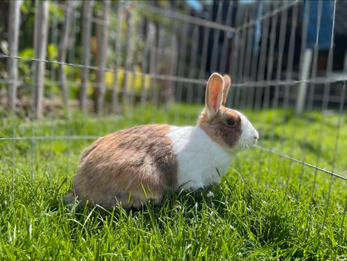 Lief koppeltje konijnen, gecastreerde ram en voedster, Dieren en Toebehoren, Konijnen, Klein, Meerdere dieren, 0 tot 2 jaar