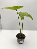 Syngonium mottled stekje referted, Ophalen, Overige soorten, Halfschaduw, Minder dan 100 cm