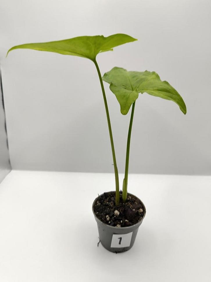 Syngonium mottled stekje referted, Huis en Inrichting, Kamerplanten, Overige soorten, Minder dan 100 cm, Groene kamerplant, Halfschaduw