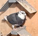 Postduiven duiven € 5, Dieren en Toebehoren, Meerdere dieren, Postduif