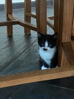 Te koop lieve boerderijkittens, Dieren en Toebehoren, Katten en Kittens | Raskatten | Korthaar, Meerdere dieren, Ontwormd, 0 tot 2 jaar
