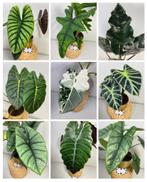 Alocasia Knollen - Frydek Variegata, Melo, Jacklyn, Platinum, Ophalen of Verzenden, Overige soorten, Minder dan 100 cm