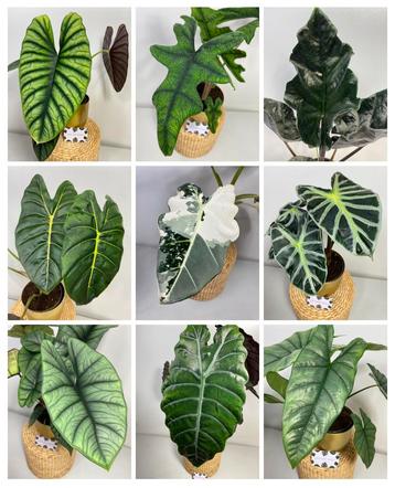 Alocasia Knollen - Frydek Variegata, Melo, Jacklyn, Platinum beschikbaar voor biedingen