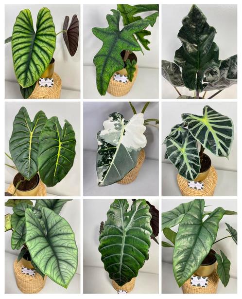 Alocasia Knollen - Frydek Variegata, Melo, Jacklyn, Platinum, Huis en Inrichting, Kamerplanten, Overige soorten, Minder dan 100 cm