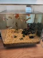 Alle guppies met aquarium, Dieren en Toebehoren, Vissen | Aquaria en Toebehoren, Ophalen