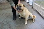 Knuffel Azorica ter adoptie!, Dieren en Toebehoren, Honden | Niet-rashonden, Particulier, Rabiës (hondsdolheid), Buitenland, Teef