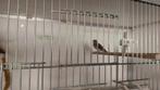 Koppel edelzangers 2024, Dieren en Toebehoren, Vogels | Overige Vogels, Meerdere dieren, Tropenvogel