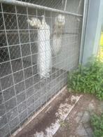 Volwassen witte pauw haan, Dieren en Toebehoren, Pluimvee, Mannelijk, Kip