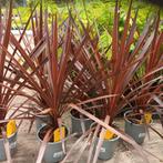 Cordyline australis Redstar (Koolpalm), Tuin en Terras, Planten | Tuinplanten, Vaste plant, Halfschaduw, Zomer, Ophalen