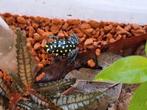 Ranitomeya vanzolinii Leggend koppel, Amfibie, 0 tot 2 jaar