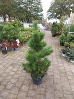 Pinus Nigra Nigra - Zwarte Oostenrijkse Den, Ophalen, Overige soorten, Volle zon