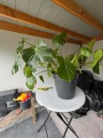 Monstera, Huis en Inrichting, Ophalen, Overige soorten, Minder dan 100 cm