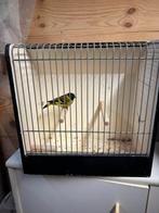 Zwartkopsijzen te koop, Mannelijk