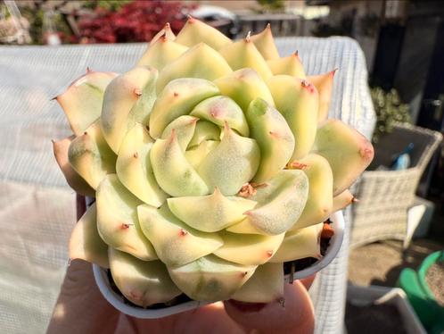 Echeveria  'Queen Maria' veriegata/pot 7cm/vetplanten, Huis en Inrichting, Kamerplanten, Overige soorten, Minder dan 100 cm, Ophalen of Verzenden