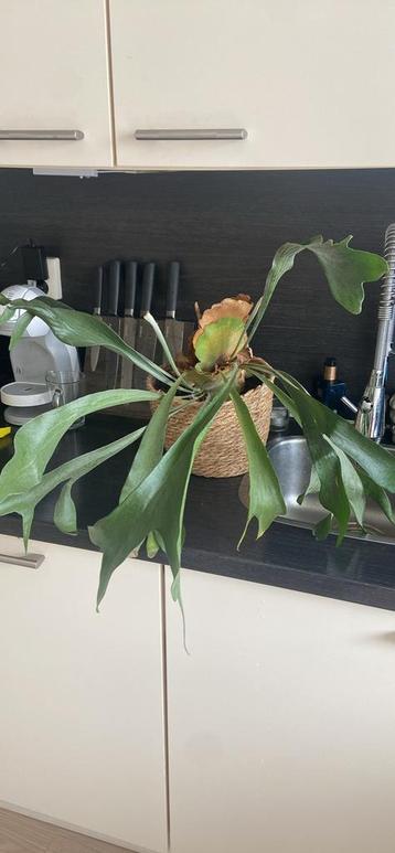 Ophalen plant beschikbaar voor biedingen