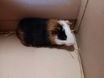 Mooie jonge cavia, Dieren en Toebehoren, April, Mannelijk, Cavia