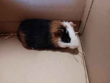 Mooie jonge cavia beschikbaar voor biedingen