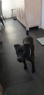 Patterdale ter dekking aangeboden, 6 jaar of ouder, Reu, Parvo, Eén hond