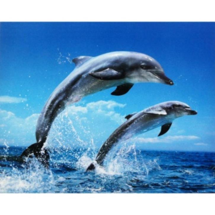 Jumping Dolphins grote kaart bij Stichting Superwens!, Diversen, Wenskaarten, Nieuw, Ophalen of Verzenden