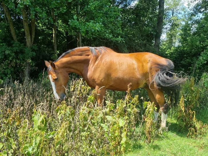 Verzorger/bijrijder gezocht! (Overberg), Dieren en Toebehoren, Paarden en Pony's | Verzorgingsproducten, Ophalen of Verzenden