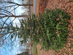 Mooie Nordmann kerstboom, Tuin en Terras, Bloeit niet, Overige soorten, 250 tot 400 cm, Ophalen