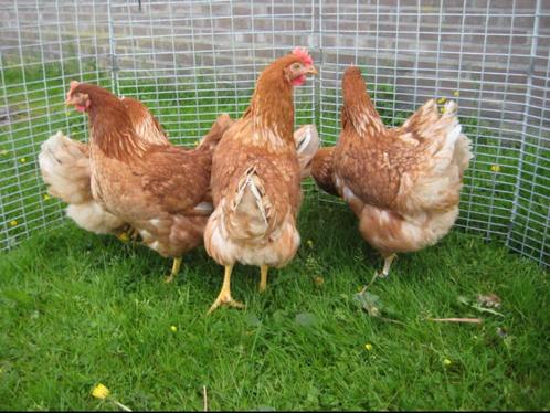 Te koop jonge witte en bruine leghennen/legkippen, Dieren en Toebehoren, Pluimvee, Kip