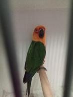 Mooie jendaya pop, Vrouwelijk, Parkiet