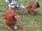 3 mooie jonge kippen!!!, Vrouwelijk, Kip