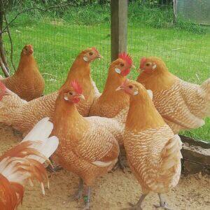 Broedeieren Friese kippen Fryske Hinnen., Dieren en Toebehoren, Pluimvee, Kip, Meerdere dieren