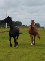 Gezocht: een nieuwe vriend/vriendin, Dieren en Toebehoren, Pony's, Meerdere dieren, Niet van toepassing, Gechipt, 11 jaar of ouder