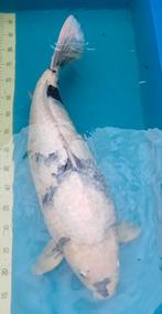 Shiro utsuri koi 65cm van Masaki, meer koi te koop > korting, Karper of Koi