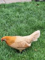 Jonge Friese krielen geelwitpel, Dieren en Toebehoren, Meerdere dieren, Kip