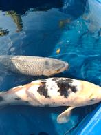 Japanse koi, Dieren en Toebehoren, Vissen | Vijvervissen, Karper of Koi