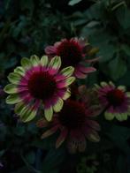 Echinacea green twister bloemzaden, Verzenden, Voorjaar, Volle zon, Zaad