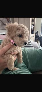 Toy poedel met dwerg poedel ‍, Poedel, Nederland, CDV (hondenziekte), 8 tot 15 weken