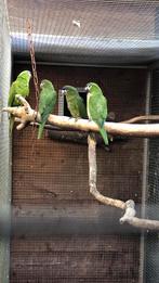 Te koop: Ara Nobilis 2025, Dieren en Toebehoren, Vogels | Parkieten en Papegaaien, Meerdere dieren, Papegaai, Tam