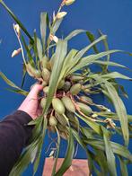 Orchidee Coelogyne Cristata XXL p12 (3), Ophalen of Verzenden, Halfschaduw, Minder dan 100 cm