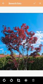 Japanse esdoorn Acer Palmatum Bloodgood, Ophalen, Halfschaduw, Overige soorten, Lente