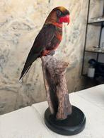 Prachtige Nieuw Opgezette Witrug Lori Taxidermie Vogel, Verzamelen, Ophalen of Verzenden, Nieuw, Vogel, Opgezet dier