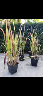 Japans bloedgras, Ophalen, Volle zon, Vaste plant, Siergrassen