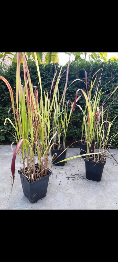 Japans bloedgras, Tuin en Terras, Planten | Tuinplanten, Vaste plant, Siergrassen, Volle zon, Bloeit niet, Ophalen