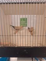 Zilverbekjes donkerbuik agaat koppel, Meerdere dieren