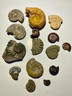 Lot ammonieten, Ophalen of Verzenden