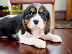 Cavalier King Charles Spaniel . . . . . . outcross, Dieren en Toebehoren, Nederland, Overige rassen, CDV (hondenziekte), 8 tot 15 weken