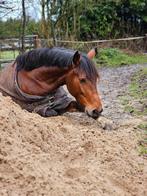 Lieve d pony, Dieren en Toebehoren, Pony's, 3 tot 6 jaar, Tuigpony, D pony (1.37m tot 1.48m), Merrie