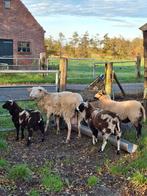 Uniek kwartet schapen: Fries Melkschaap, Kameroen, Bonte, Dieren en Toebehoren, Meerdere dieren, Schaap