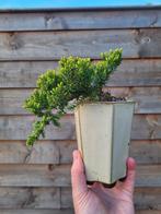 juniperus sonare bonsai, Minder dan 100 cm, Overige soorten, Ophalen of Verzenden